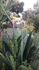 Strelitzia reginae reginae