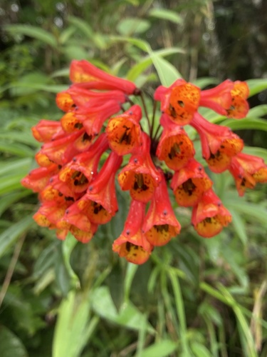 climbing alstroemeria (Bomarea acutifolia)