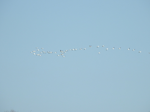 American White Pelican photographed in Minnesota