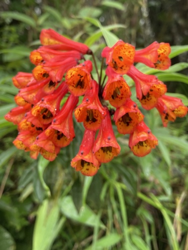 Bomarea acutifolia, photograph 2