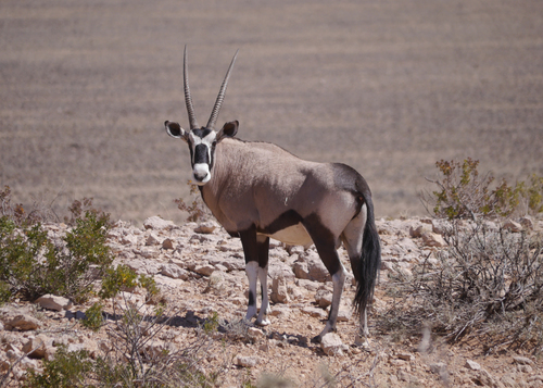 Oryx gazella