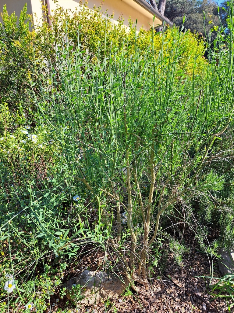 Spanish Broom