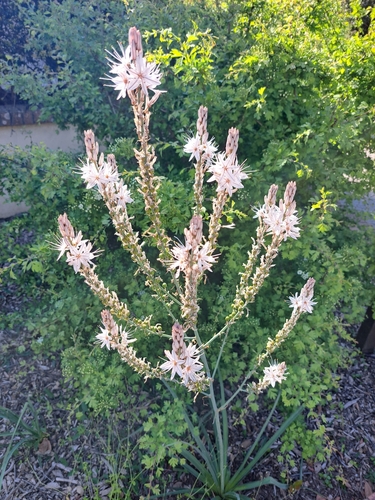 Branched Asphodel