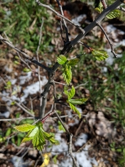 Crataegus mollis