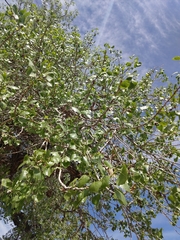 Populus deltoides wislizenii