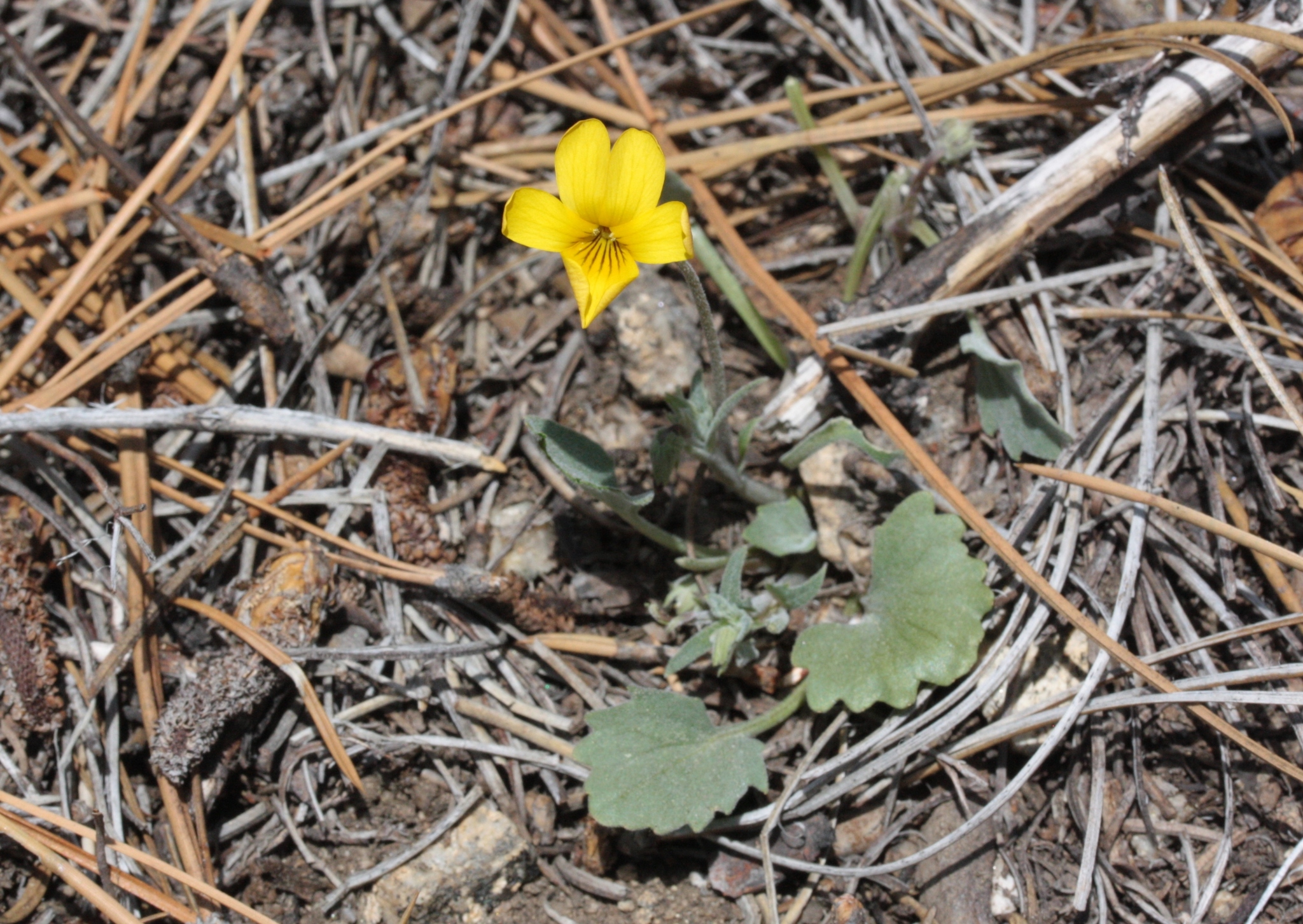 Viola purpurea var. mohavensis