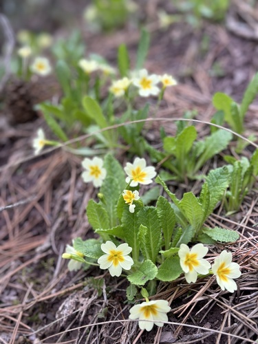 Primrose