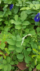 Clitoria ternatea