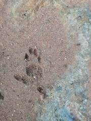 Hystrix africaeaustralis