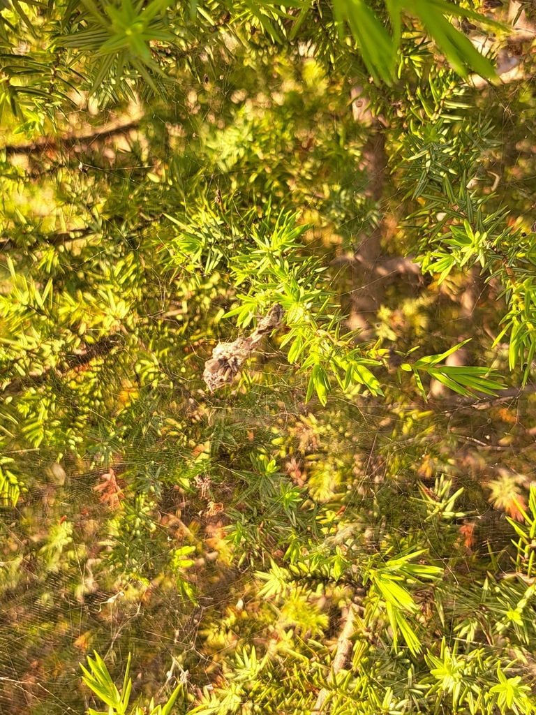 Opuntienspinne