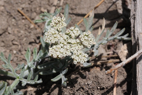 Lomatium nevadense var. parishii