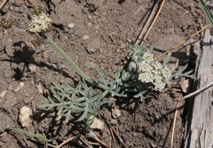 Lomatium nevadense parishii