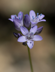 Gilia achilleifolia