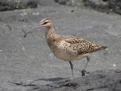 Numenius tahitiensis