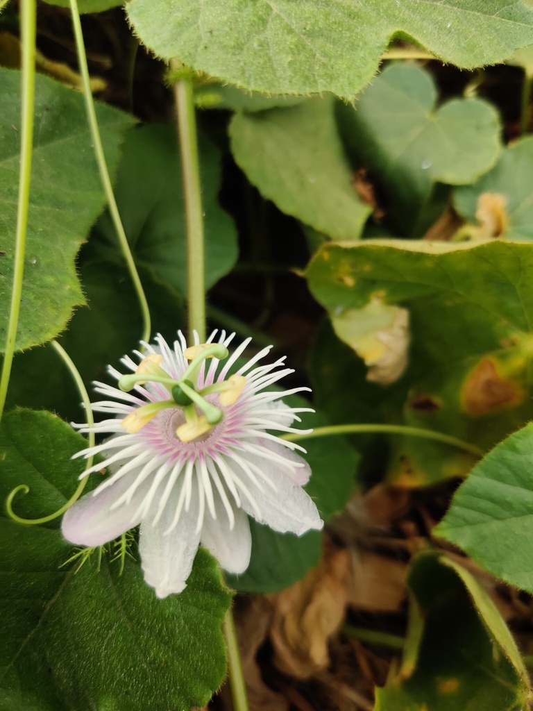 Passiflora Vesicaria From Gairsain, Chamoli, Ut, In On April 11, 2024 