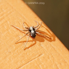 Pulchellodromus pulchellus