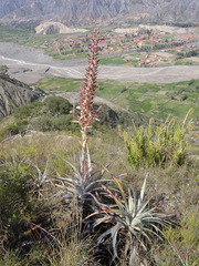 Puya meziana