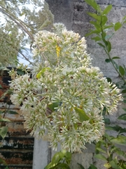 Vernonanthura patens