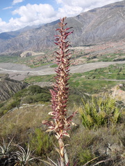 Puya meziana