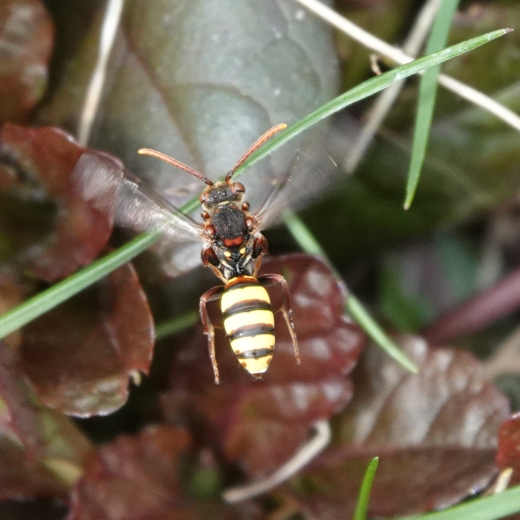 Broad-banded Nomad Bee