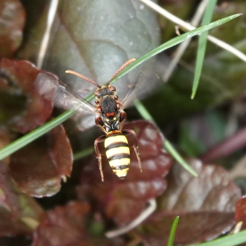 Broad-banded Nomad Bee