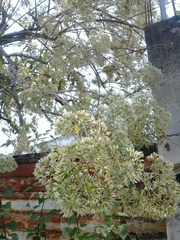 Vernonanthura patens