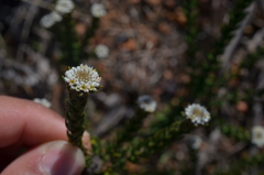 Phylica callosa