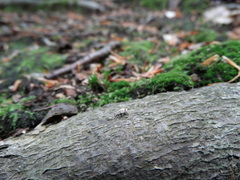 Polydrusus tereticollis