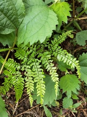 Arachniodes rhomboidea