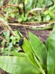 Pyrocoelia formosana