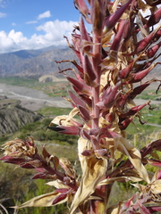 Puya meziana