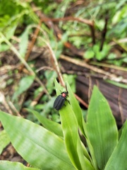 Pyrocoelia formosana