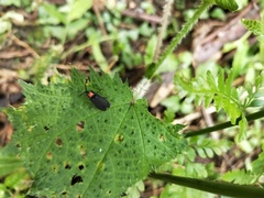 Pyrocoelia formosana