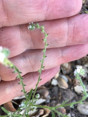 Johnstonella micromeres