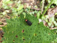 Pyrocoelia formosana