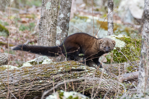 Fisher, photo 2 of 10