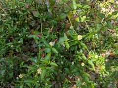 Alternanthera flavescens