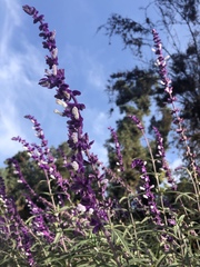 Salvia leucantha