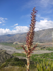 Puya meziana