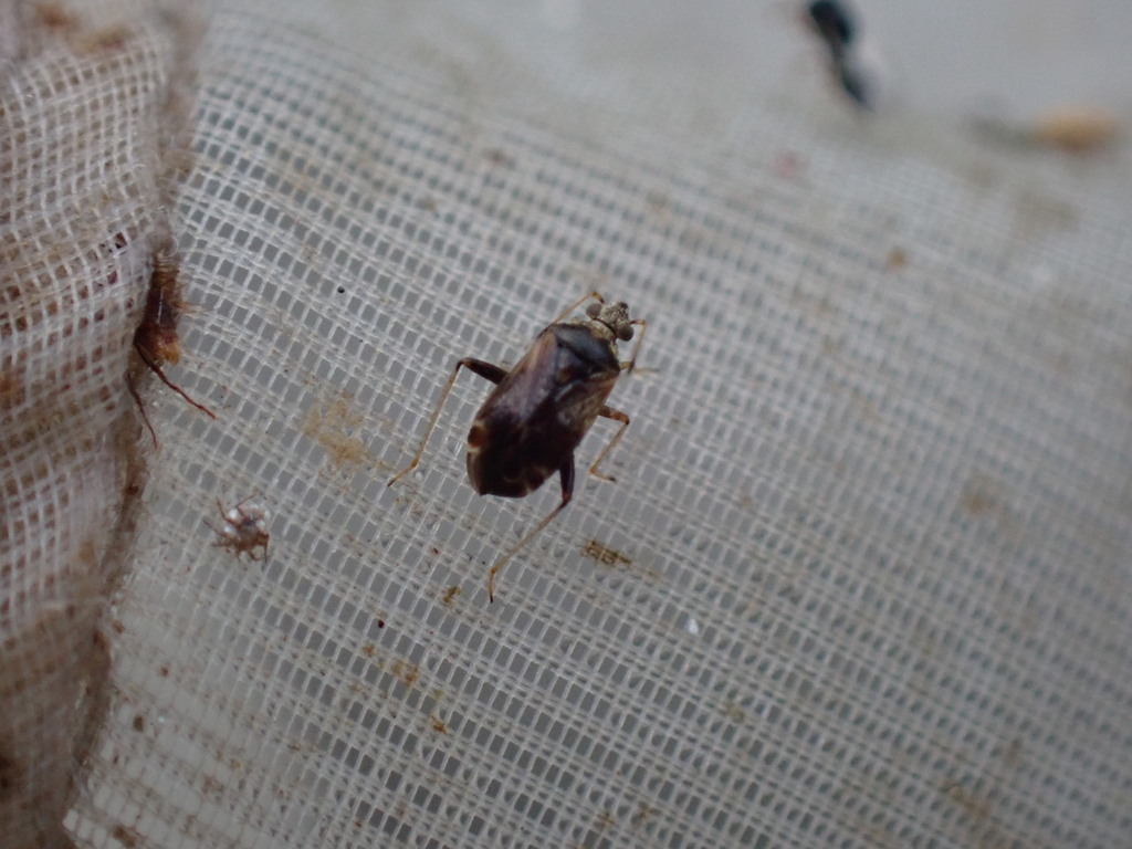 Plant bug