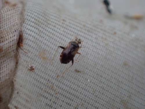 Plant bug