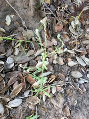 Johnstonella micromeres