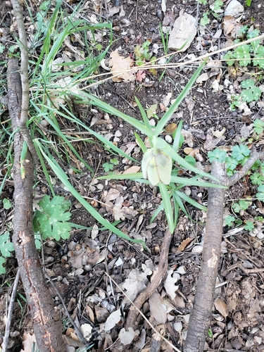 Image of Fritillaria involucrata by (c) Ben Costamagna, some rights reserved (CC BY)