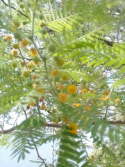 Vachellia pennatula