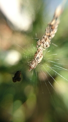 Cyclosa machadinho