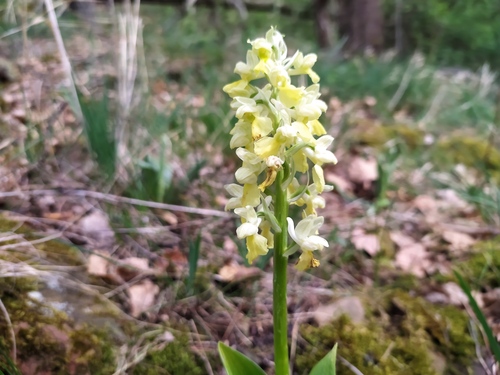 Pale orchid (Orchis pallens)