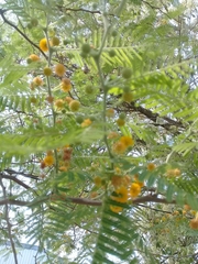 Vachellia pennatula