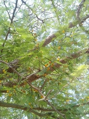 Vachellia pennatula