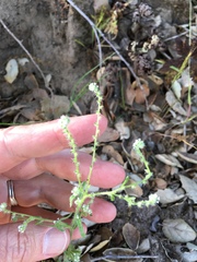 Johnstonella micromeres