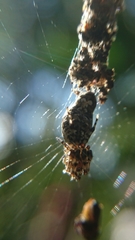 Cyclosa machadinho